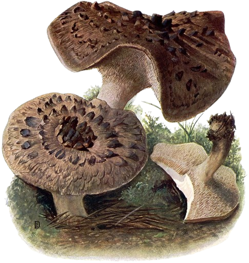 Sarcodon squamosus
