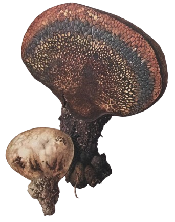 Pisolithus tinctorius