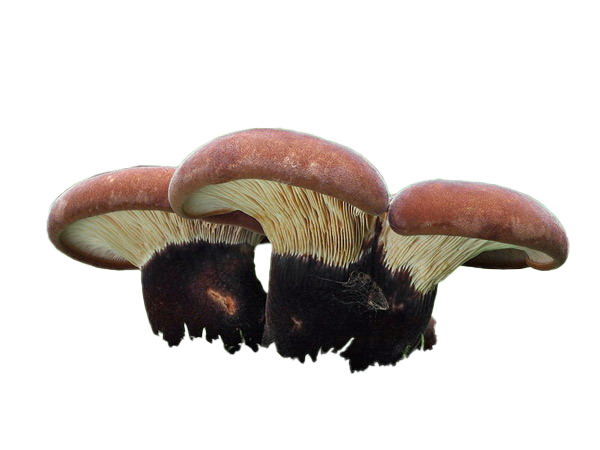 Tapinella atrotomentosa