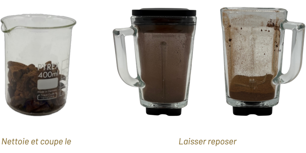 Recette Polypore de Schweinitz