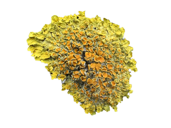 Xanthoria parietina