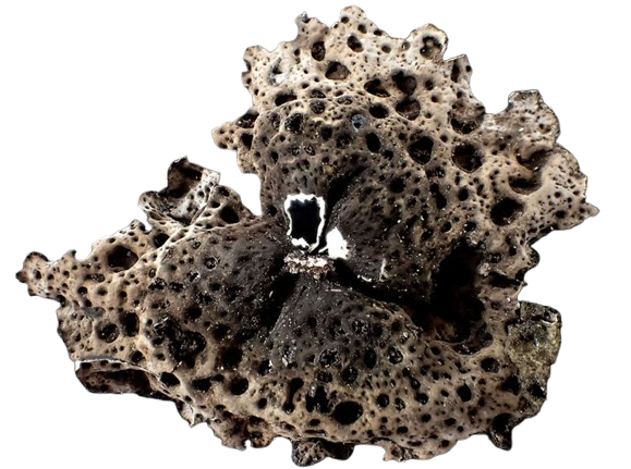 Umbilicaria pustulata