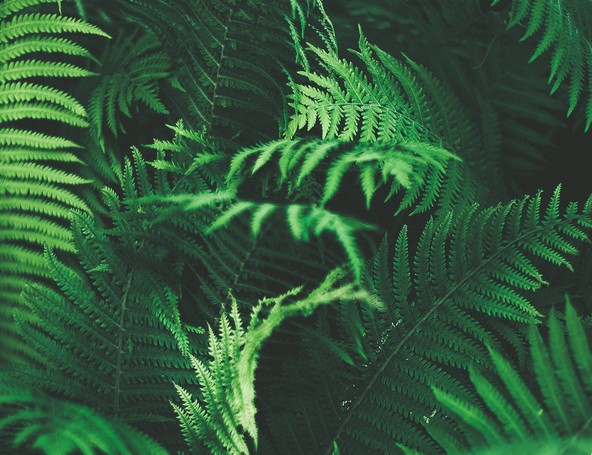 Vert