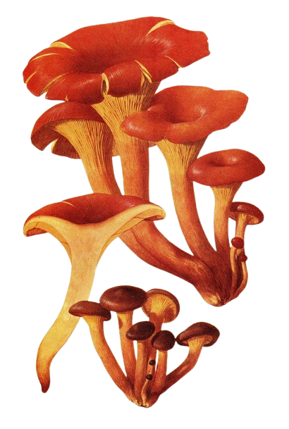 Clitocybe de l’olivier