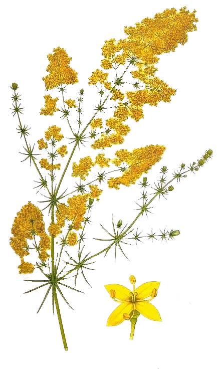 Gaillet jaune