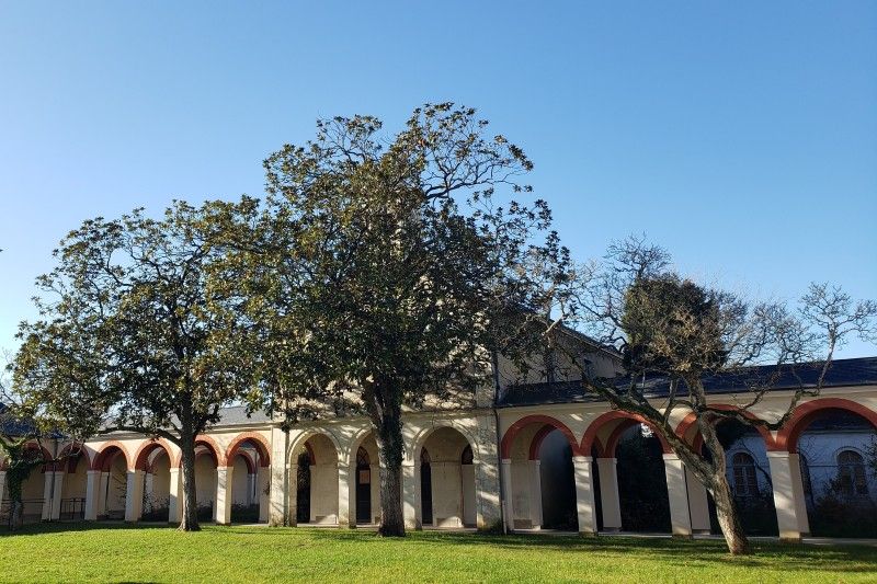 batiments-arbre.jpg